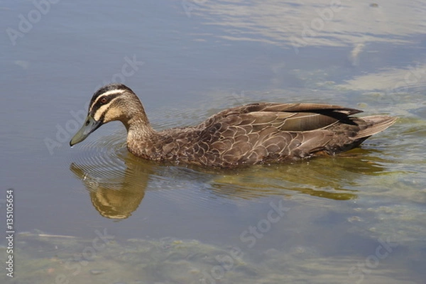 Obraz Pacific Black Duck