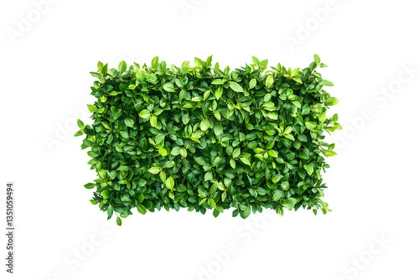 Fototapeta Fresh Green Shrub Transparent Background