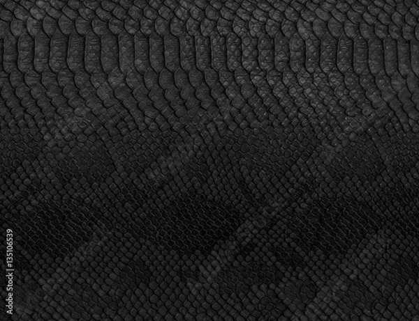 Obraz Snake skin background. Close up.