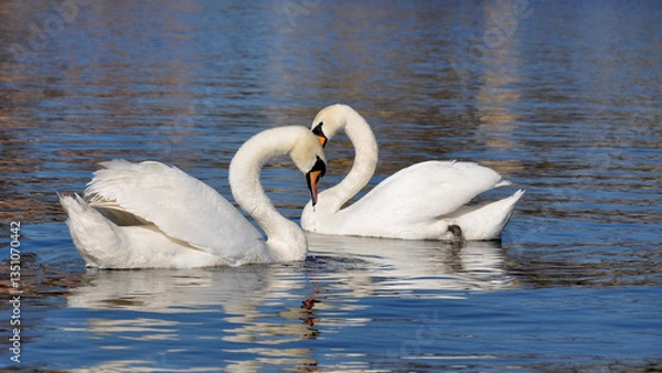 Obraz Łabędzie nieme