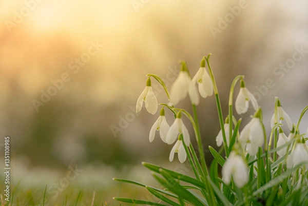 Fototapeta Spring snowdrops background in sunlight. Nature background