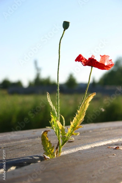 Obraz kleine rote blume [tiny red flower]