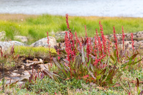 Fototapeta Flora of Chukotka: arctic dock (Rumex arcticus) grows on the bank of a stream. Several stalks in bloom with last