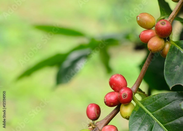 Fototapeta Close up bean coffee on tree in farm and copy space
