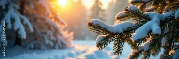 Fototapeta Sunlight casts a warm glow on the snow-covered branches of a pine tree, natural light, branches, landscape