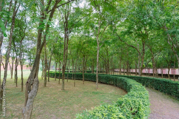 Fototapeta A peaceful green park in Varanasi, India, with lush trees, a winding hedge-lined pathway, and a serene natural environment perfect for relaxation.