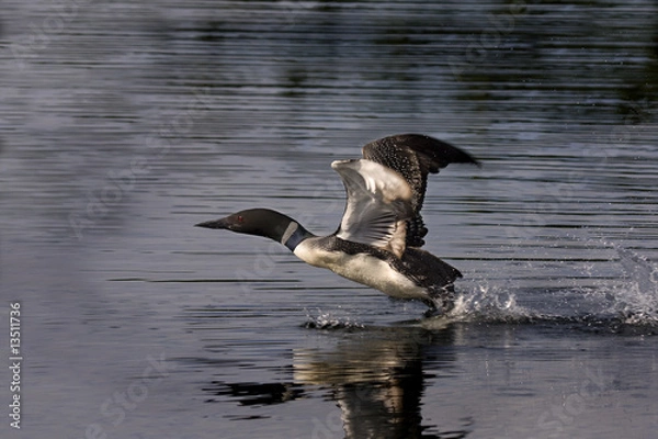 Obraz Common Loon (Gavia immer) Taking Flight