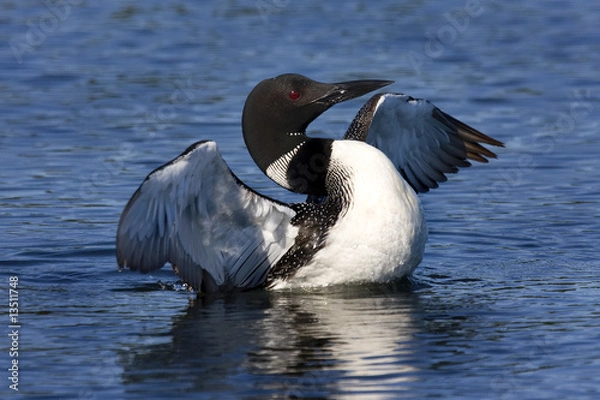Obraz Common Loon VIII (Gavia immer)