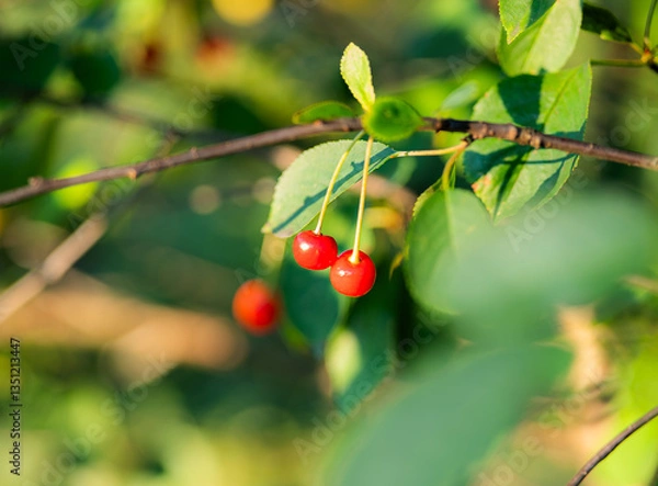 Fototapeta Two red cherries on a branch in sunlight. Nature Foundation