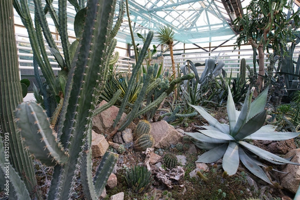 Obraz A greenhouse interior filled with a diverse collection of succulents and cacti