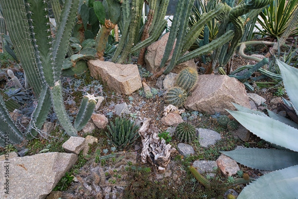 Obraz A greenhouse interior filled with a diverse collection of succulents and cacti