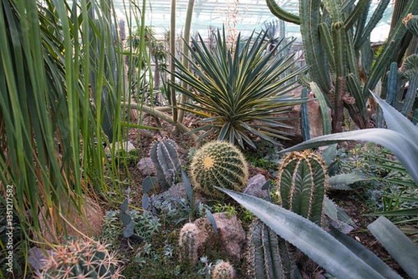 Obraz A greenhouse interior filled with a diverse collection of succulents and cacti