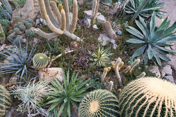 Obraz A greenhouse interior filled with a diverse collection of succulents and cacti