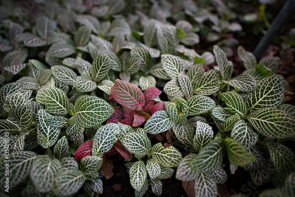 Obraz Close-up of Fittonia (nerve plant) with green and red leaves featuring striking white and pink vein patterns.