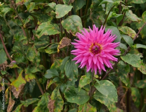 Obraz pink bloomed dahlia with green  background. Dahlia is a plant genus in the sunflower family Asteraceae. Many varieties are used as ornamental plants.