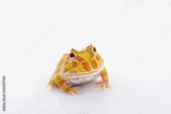 Obraz Argentine Horned Frog