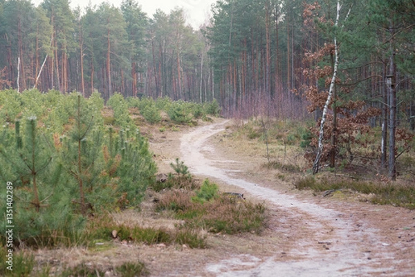 Obraz road in the woods