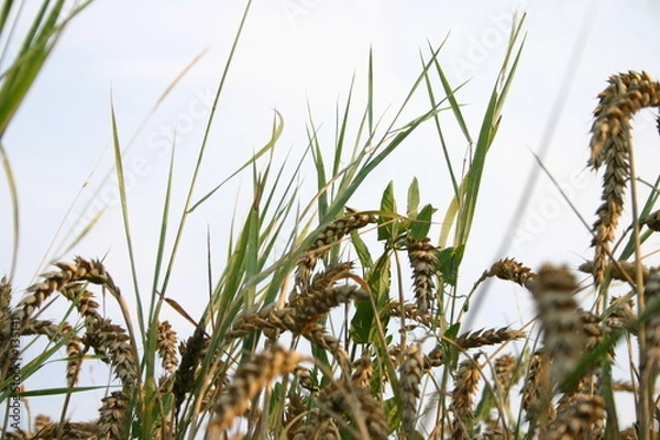 Obraz getreidespizen