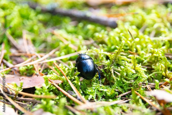 Obraz beetle on the ground