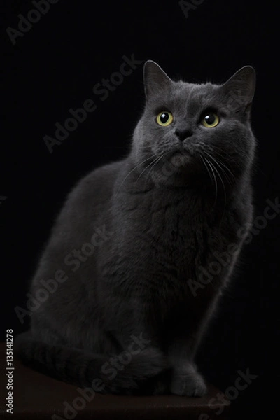 Fototapeta Gray cat on a black background