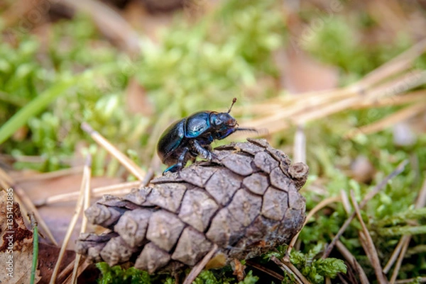 Obraz beetle on the ground