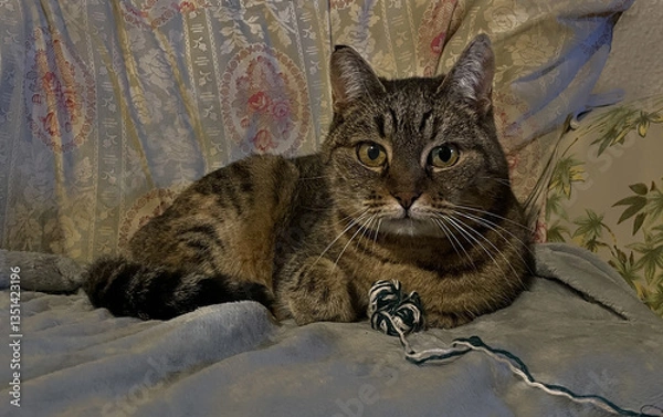 Fototapeta A brown and yellow striped domestic cat lies on a sofa