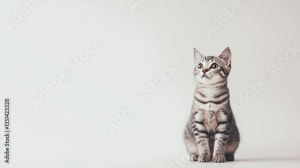Fototapeta Beautiful American Shorthair cat is sitting on a white background. Looking forward. The cat's eyes are wide open, giving it a curious and alert appearance . Copy space 