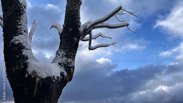 Fototapeta snow-covered tree branches against blue sky with white clouds in winter