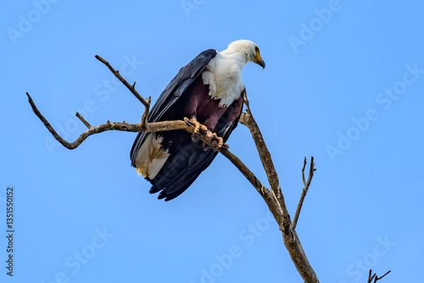 Obraz An African Fish Eagle