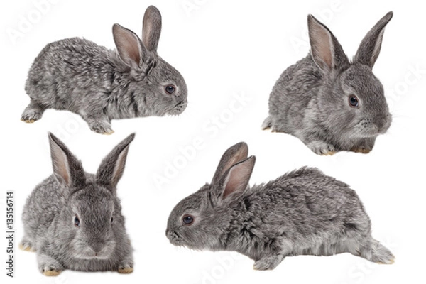 Fototapeta Little rabbit on a white background