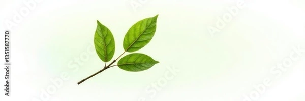 Fototapeta Single isolated branch on white background with subtle leaf veins and gentle curve, elegance, white, solitary
