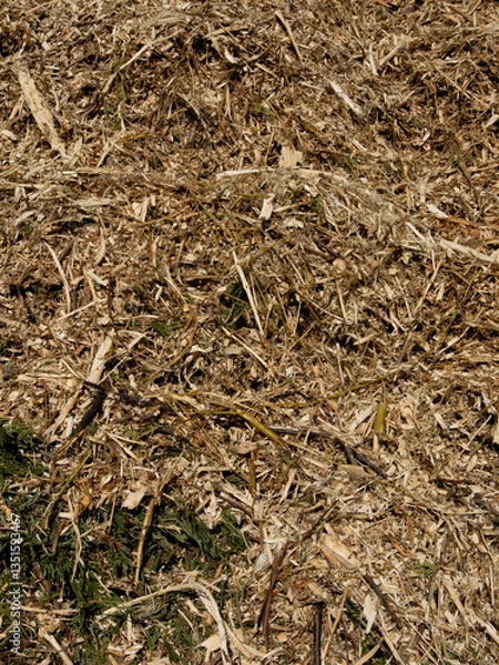 Obraz Shredded Wood And Branches. Pile Of Shredded Remnants Of Cut Wood. Crushed Wood Mass Produced By The Operation Of A Wood Shredder.