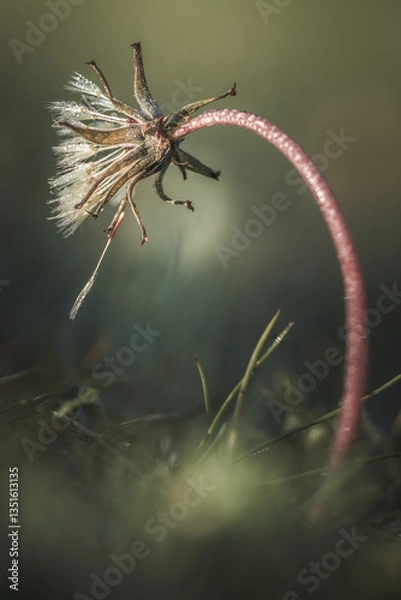 Fototapeta A withered dandelion stem bends under the weight of morning dew. Soft light enhances its fragile beauty, capturing a fleeting moment of nature’s quiet transformation