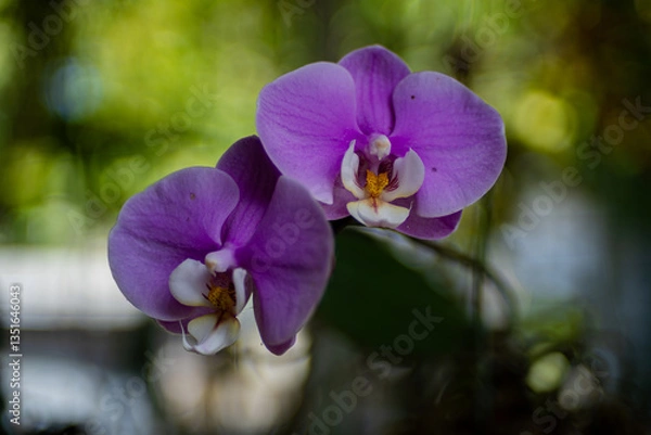 Fototapeta Close up shot of a pink phalaenopsis orchid	