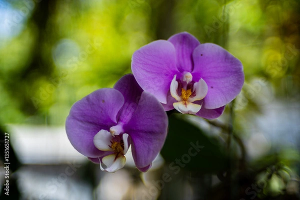 Fototapeta Close up shot of a pink phalaenopsis orchid