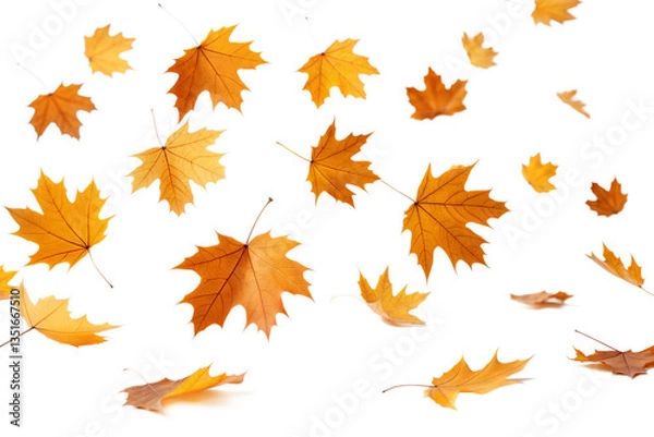 Fototapeta Falling Autumn leaves isolated on transparent background. Png