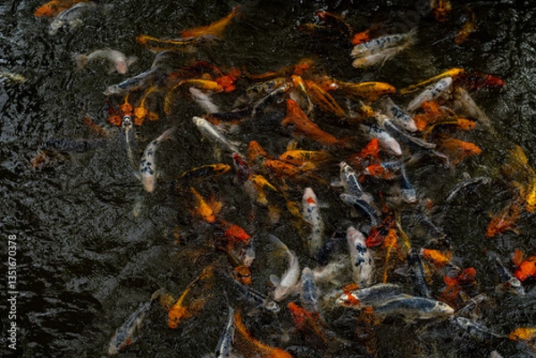 Fototapeta Close-up shot of Kois in a pond at Arbre du voyageur, Mauritius