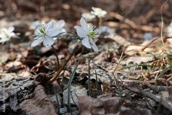 Fototapeta 변산바람꽃
