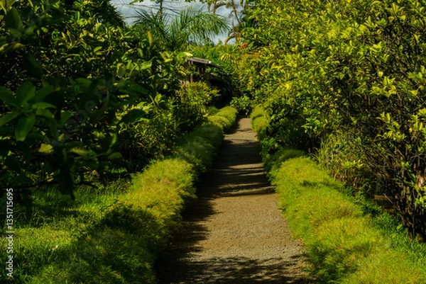 Fototapeta View of an alley at Auberge St Aubin, Mauritius