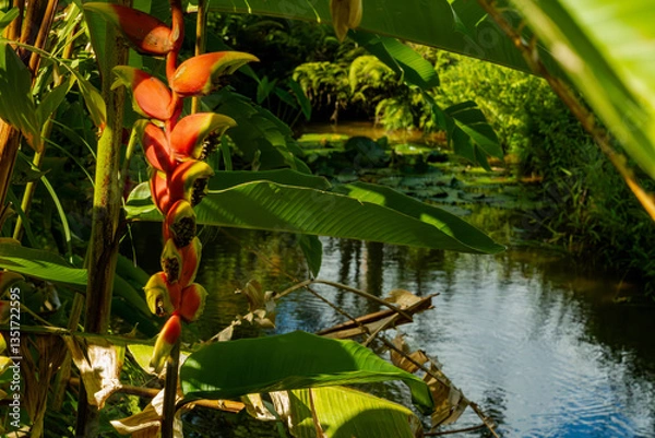 Fototapeta Close -up shot of flowers of Heliconia rostrata plant also known as the hanging lobster claw or false bird of paradise found in Mauritius