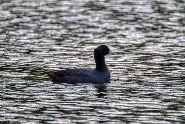 Fototapeta Eurasian coot swimming in a lagoon.