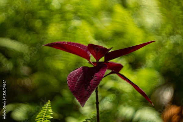 Fototapeta Close-up shot of a red velvet Coleus plant found at Auberge St Aubin, Mauritius