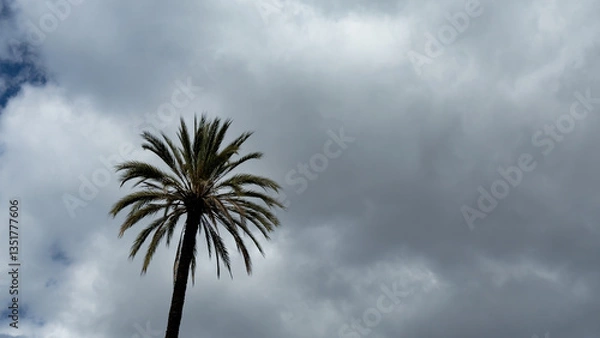Fototapeta palm tree and sky