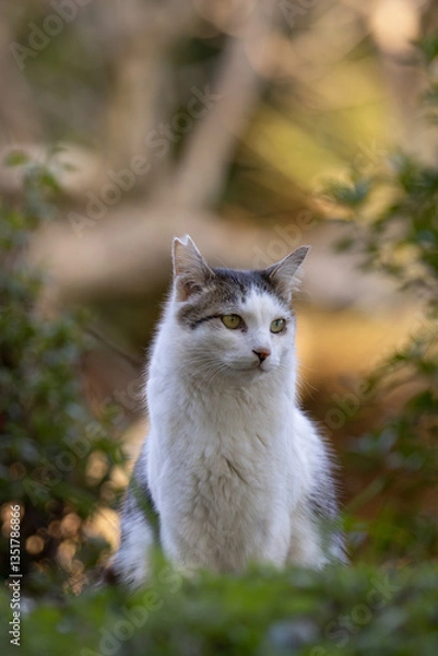 Fototapeta オオカミみたいな顔のキジトラ柄とぶち猫柄の野良猫