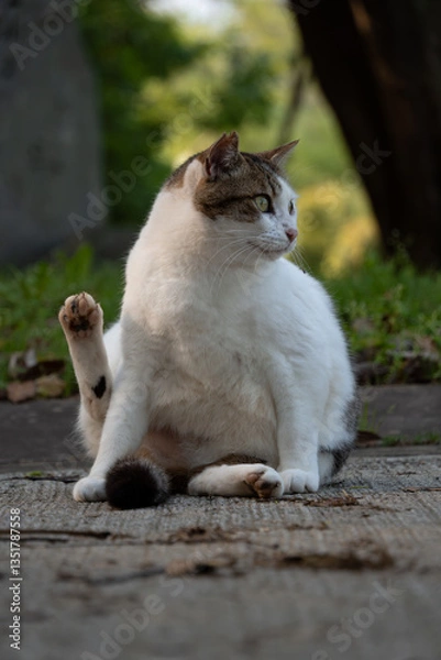 Fototapeta 尻尾がレッサーパンダみたいな縞々模様のキジトラ柄とぶち猫柄の野良猫
