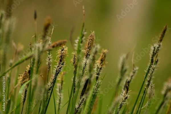 Obraz Beautiful pampas grass on a natural background