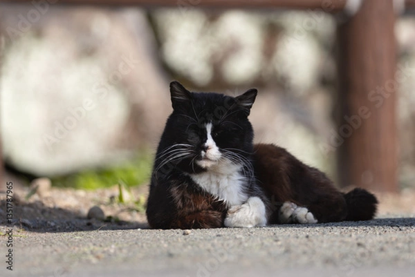 Fototapeta 白梅の背景みたいなハチワレ柄とぶち猫柄の野良猫