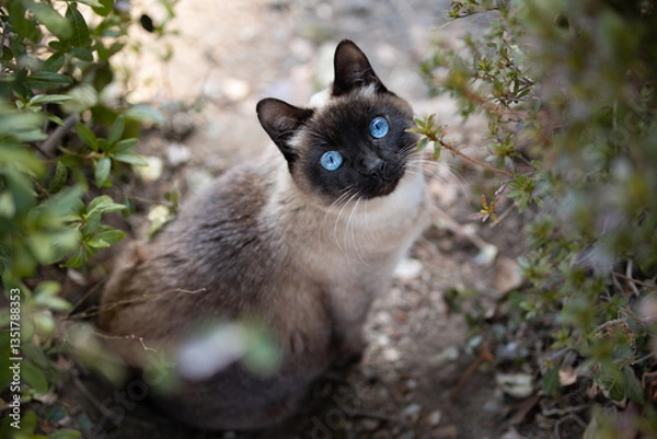 Fototapeta 公園で上を見上げるシャム猫柄の野良猫