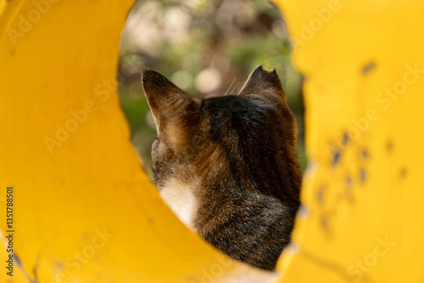 Obraz 公園の黄色い遊具の穴の中から見えるキジトラ柄の野良猫の後頭部