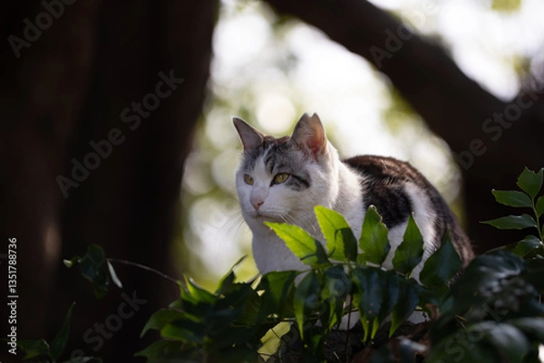 Fototapeta 自然公園の背景の玉ボケが綺麗で幻想的なキジトラ柄とハチワレ柄の野良猫